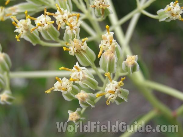 Flowers<br>(Location of Picture: Fort Worth, Texas, USA)