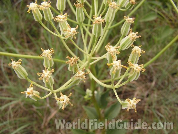 Flower Head<br>(Location of Picture: Fort Worth, Texas, USA)