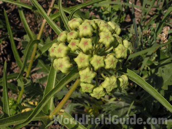 Buds<br>(Location of Picture: Fort Worth, Texas, USA)