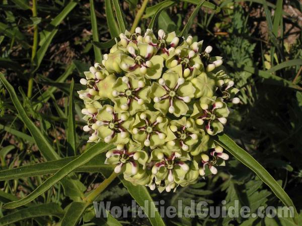 Flowers<br>(Location of Picture: Fort Worth, Texas, USA)