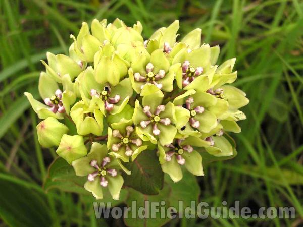 Flowers<br>(Location of Picture: Fort Worth, Texas, USA)