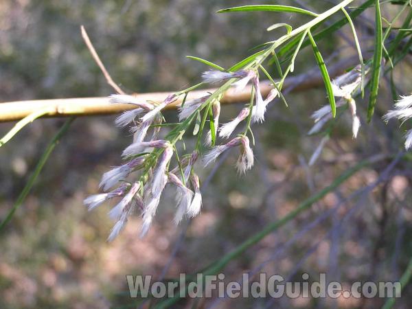 Flower - Post Bloom<br>(Location of Picture: Fort Worth, Texas, USA)