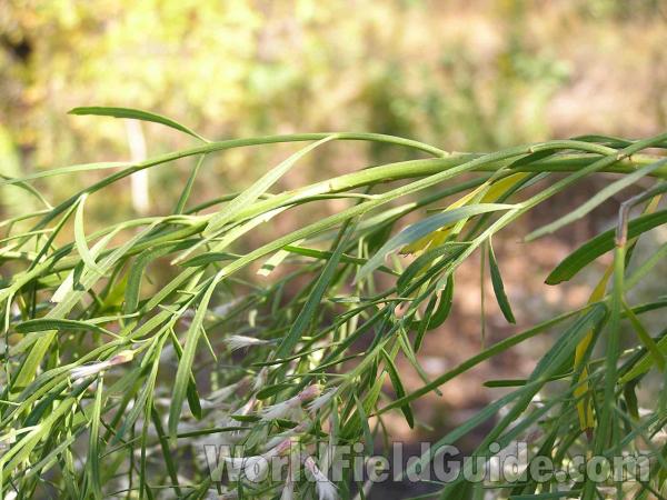 Leaves<br>(Location of Picture: Fort Worth, Texas, USA)