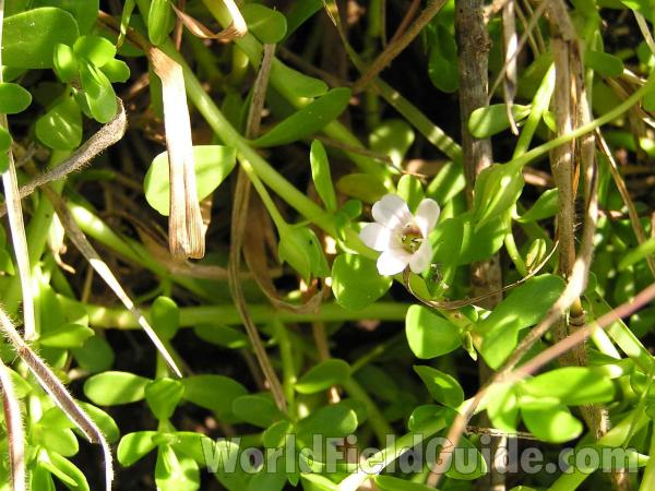 Flower and Leaves<br>(Location of Picture: Lake Worth, Texas)