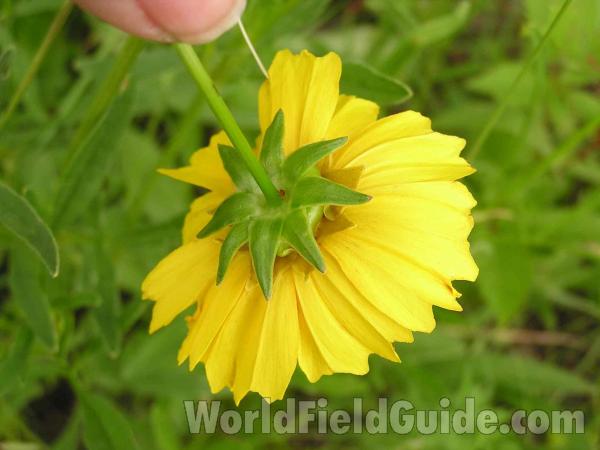 Flower - Back View<br>(Location of Picture: Garden, Grand Prairie, Texas, USA)