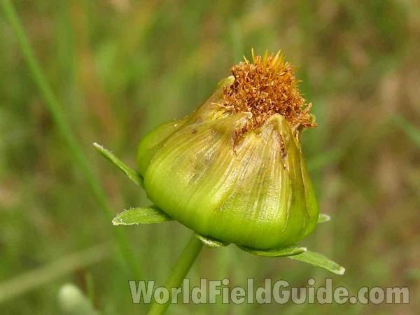 Bud<br>(Location of Picture: Garden, Grand Prairie, Texas, USA)