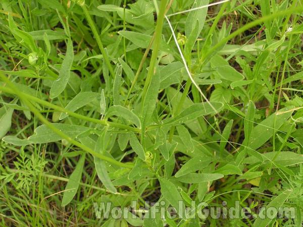 Leaf<br>(Location of Picture: Garden, Grand Prairie, Texas, USA)