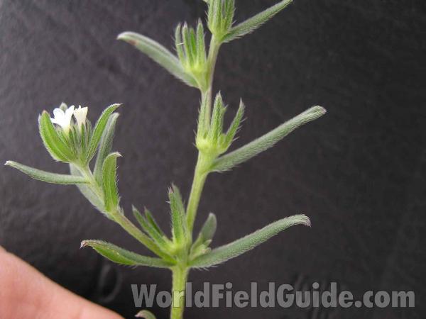 Stem and Leaves<br>(Location of Picture: Dallas-Fort Worth, Texas, USA)