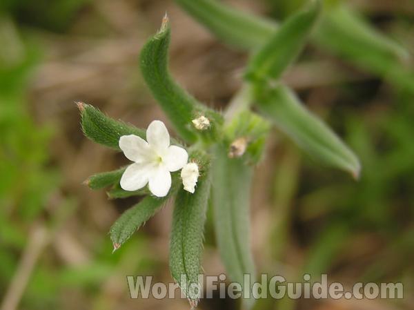 Flower - Front View<br>(Location of Picture: Dallas-Fort Worth, Texas, USA)