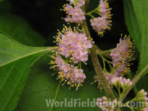 Flowers<br>(Location of Picture: Lake Ray Roberts,  Texas, 2004)