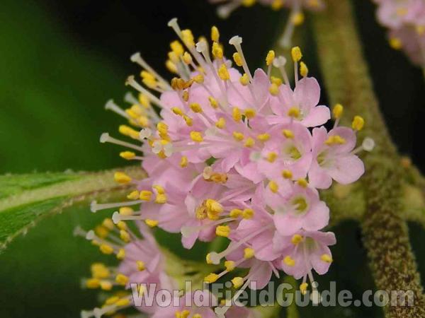 Flowers - Close View<br>(Location of Picture: Lake Ray Roberts,  Texas, 2004)
