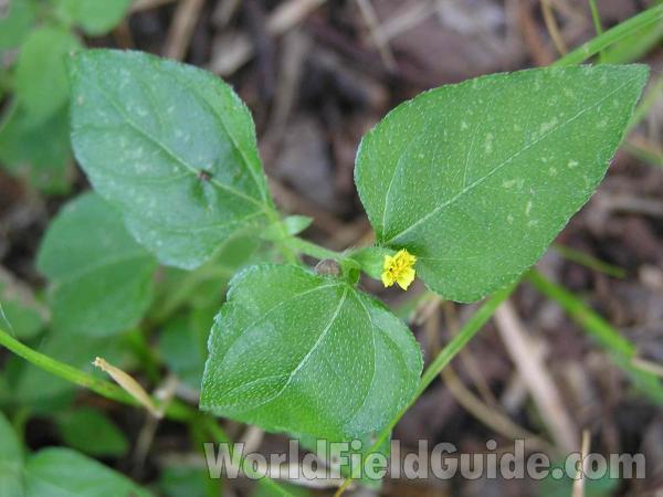 Top Of Plant<br>(Location of Picture: Lakeside, Texas)