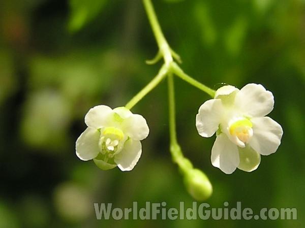 Flowers<br>(Location of Picture: Lake Worth, Texas, USA)