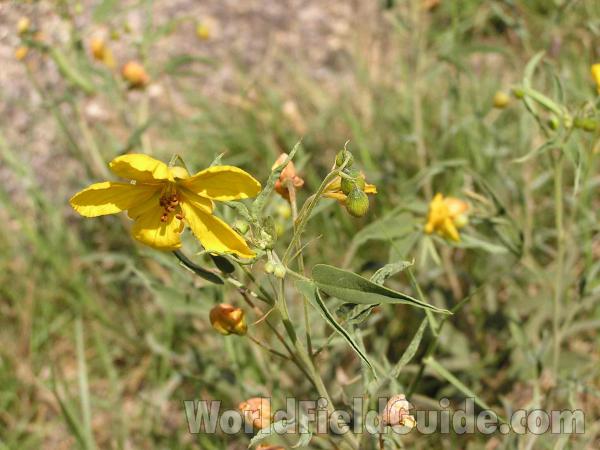 Top Of Plant<br>(Location of Picture: Fort Worth, Texas, USA, 2004)