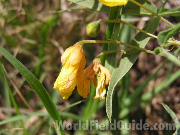 Flower - Side View<br>(Location of Picture: Fort Worth, Texas, USA, 2004)