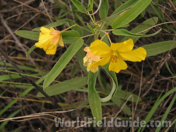 Top Of Plant<br>(Location of Picture: Fort Worth, Texas, USA, 2004)
