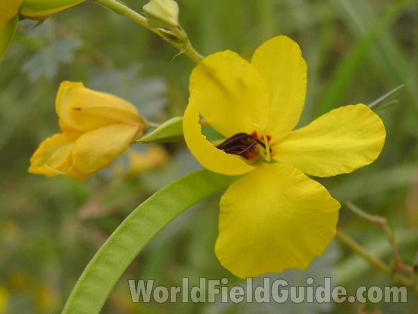 Pod and Flower<br>(Location of Picture: Fort Worth, Texas, USA)
