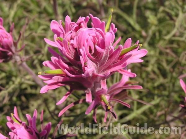 Flower Head<br>(Location of Picture: Texas, USA)