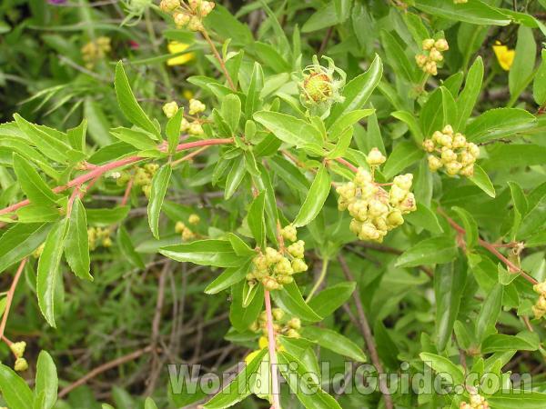 Stems and Leaves<br>(Location of Picture: Fort Worth, Texas, USA)