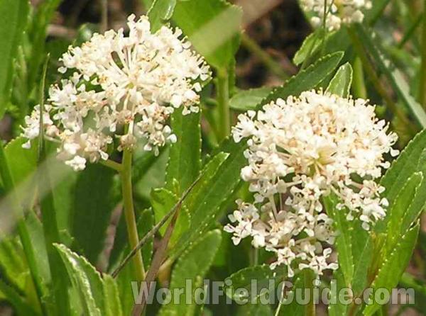 Flower Heads<br>(Location of Picture: Fort Worth, Texas, USA)