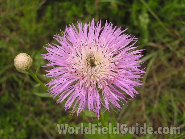Flower - Pink<br>(Location of Picture: Ne Texas, USA)