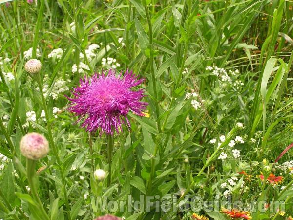 Habitat Showing Purple Flower<br>(Location of Picture: Ne Texas, USA)