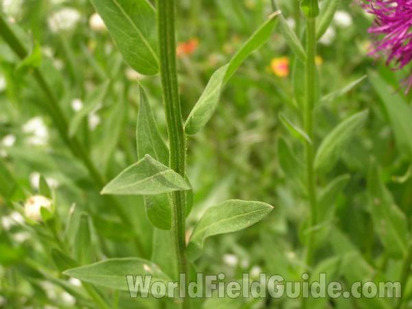 Leaf and Stem<br>(Location of Picture: Ne Texas, USA)