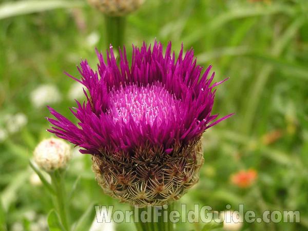 Pre Bloom<br>(Location of Picture: Ne Texas, USA)