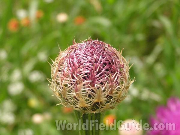 Flower Head<br>(Location of Picture: Ne Texas, USA)