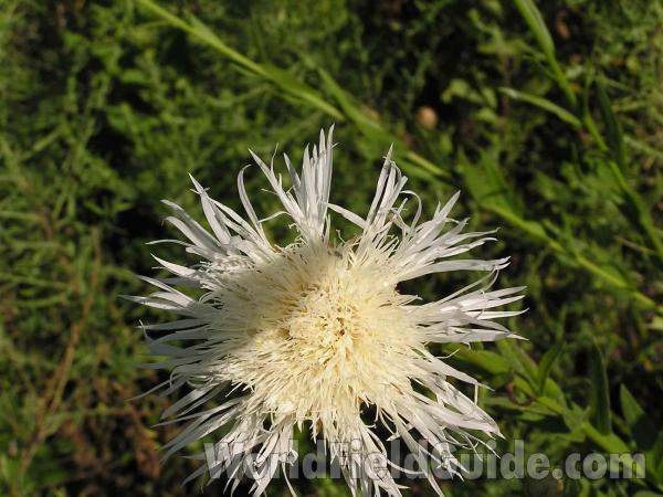 Bloomed Out<br>(Location of Picture: Ne Texas, USA)