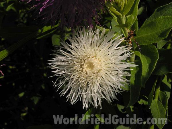 Seed Head<br>(Location of Picture: Ne Texas, USA)