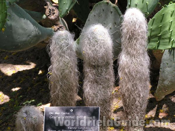 Three Young Plants<br>(Location of Picture: Garden In Fort Worth, Texas, USA)