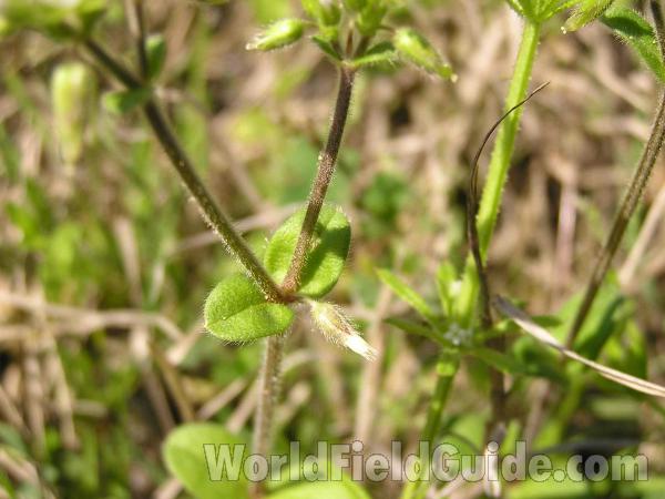 Stem and Leaves<br>(Location of Picture: Lakeside, Texas)