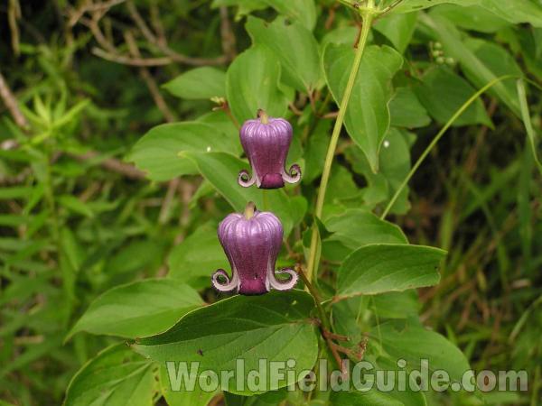 Two Flowers and Leaves<br>(Location of Picture: Lake Worth, Texas, USA)