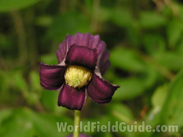 Flower - Front View<br>(Location of Picture: Lake Worth, Texas, USA)