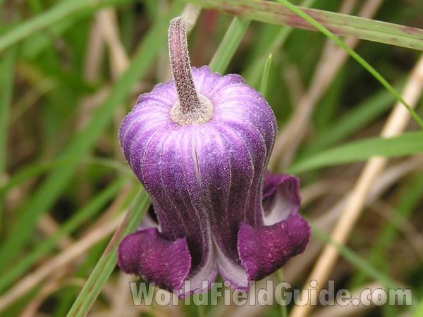 Flower - Back View<br>(Location of Picture: Lake Worth, Texas, USA)