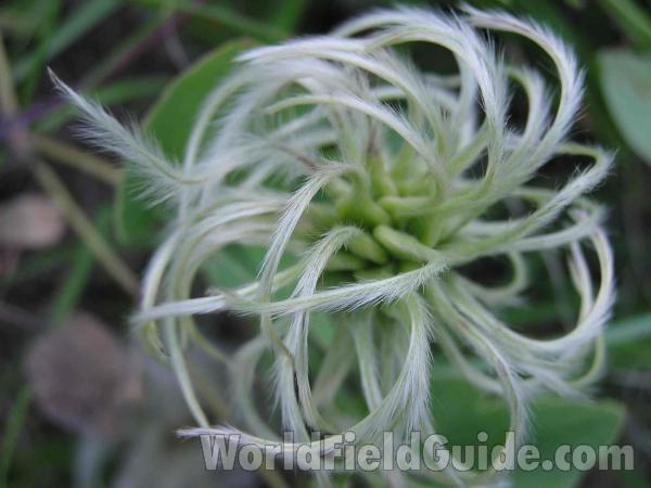 Seed<br>(Location of Picture: Tyler, Texas, USA)