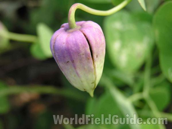 Flower - Close View<br>(Location of Picture: Tyler, Texas, USA)