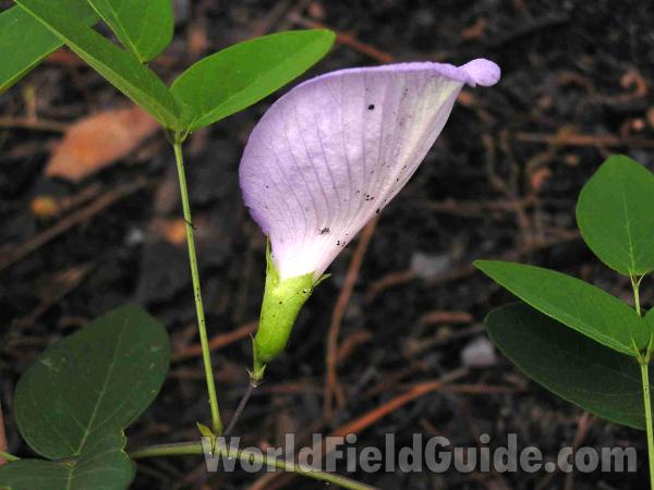 Leaves & Flower - Back View<br>(Location of Picture: Tyler, Texas, USA)