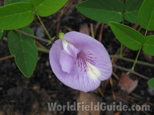 Flower - Close View<br>(Location of Picture: Tyler, Texas, USA)