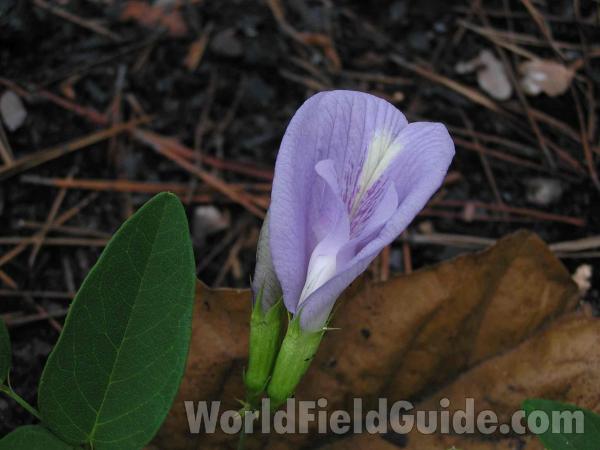 Young Flower & Leaf<br>(Location of Picture: Tyler, Texas, USA)