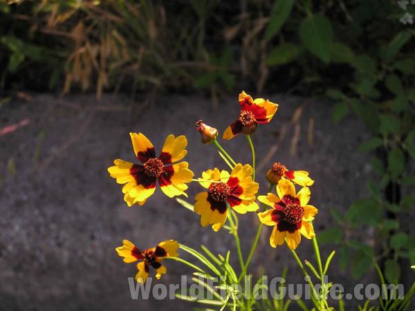 Top Of Plant in  Bloom<br>(Location of Picture: Grand Prairie, Texas, USA)