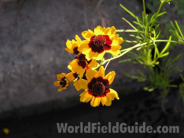 Top Of Plant in  Bloom - Alternate View<br>(Location of Picture: Grand Prairie, Texas, USA)