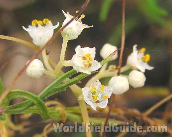 Flowers<br>(Location of Picture: Vicinity Of Fort Worth Texas, USA)