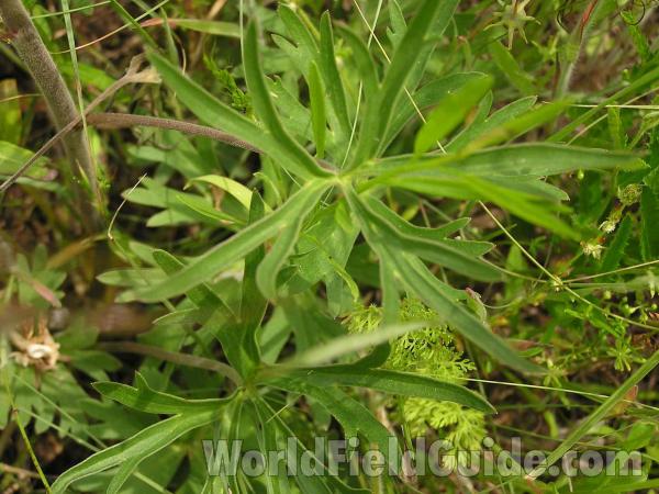 Leaf<br>(Location of Picture: Grand Prairie, Texas, USA)