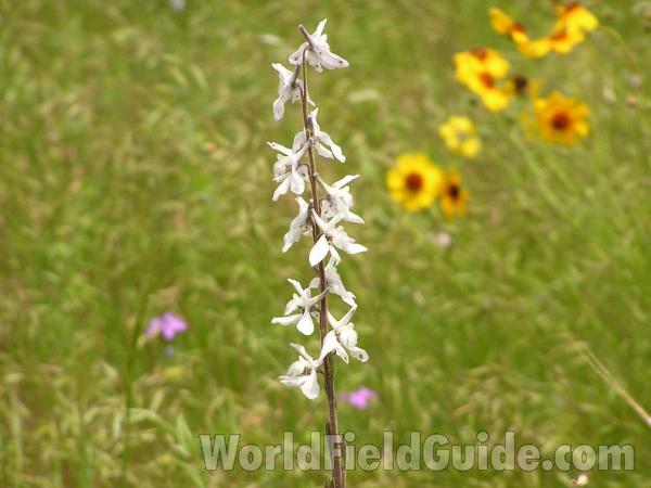 Top Of Plant<br>(Location of Picture: Grand Prairie, Texas, USA)