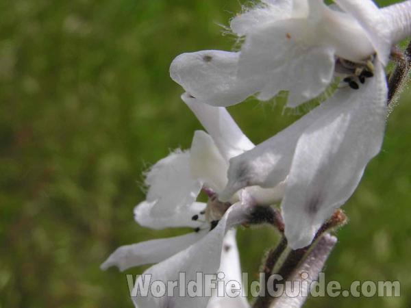 Flower - Closest View<br>(Location of Picture: Grand Prairie, Texas, USA)