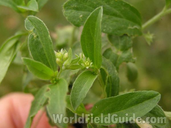 Flower and Leaves<br>(Location of Picture: Fort Worth, Texas, USA)