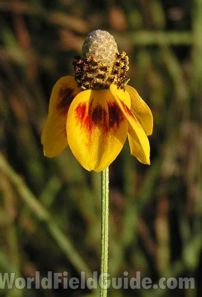 Flower - Side View<br>(Location of Picture: Dallas, Texas, USA)