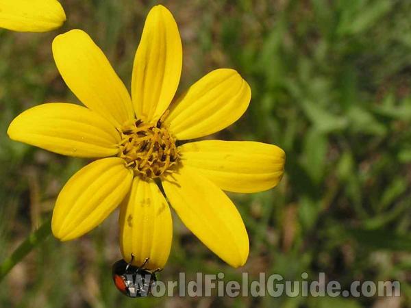 Flower - Front View<br>(Location of Picture: Fort Worth Texas, USA)